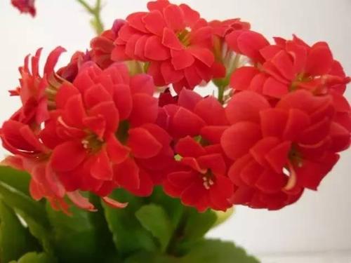 長壽花一年會(huì)開幾次花